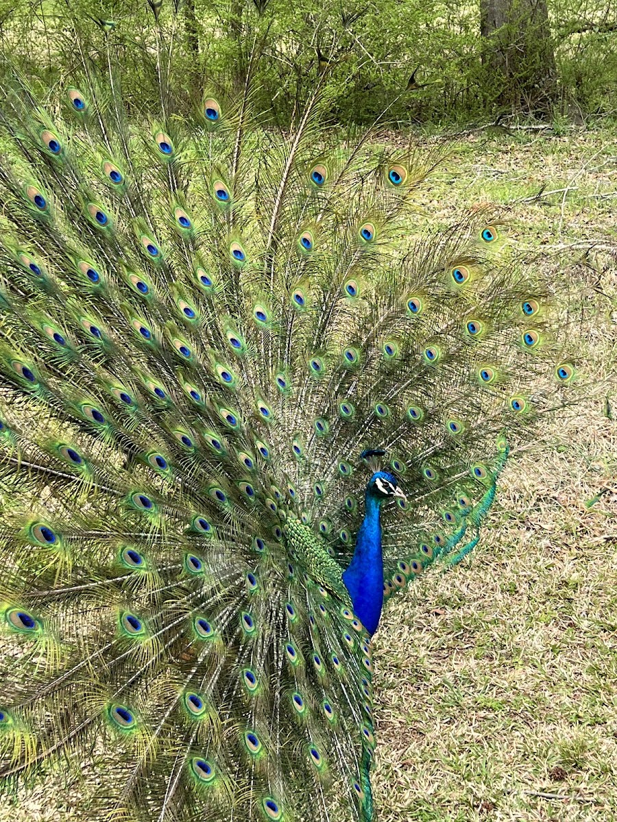 Noah's Ark Animal Sanctuary
