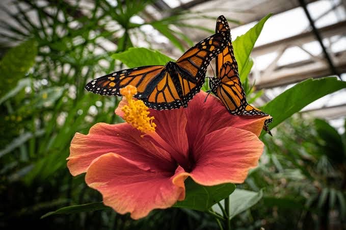 Butterfly Pavilion