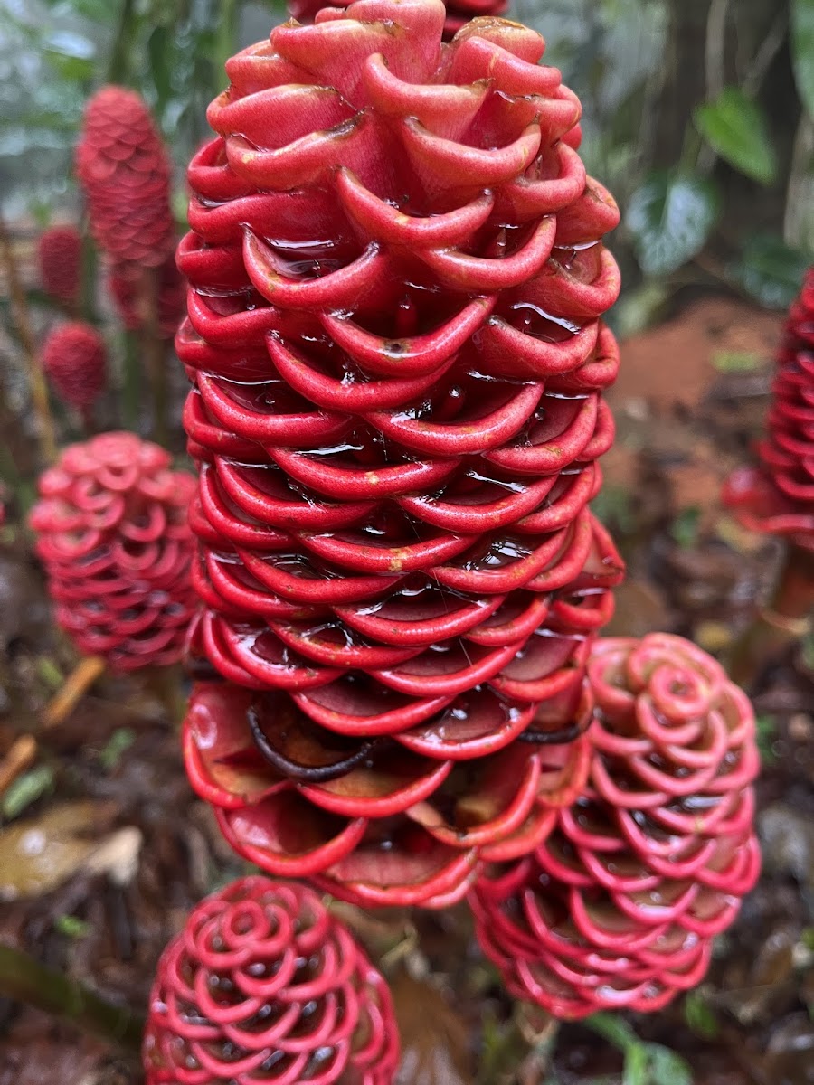Jardín Botánico Xoxoctic