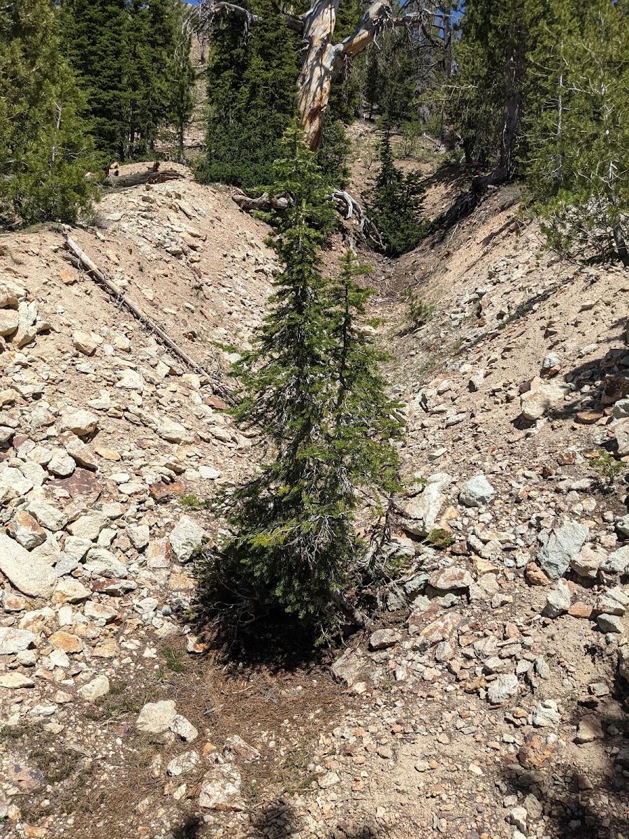 Jarbidge Peak