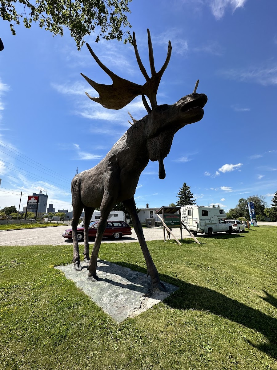 Max the Moose