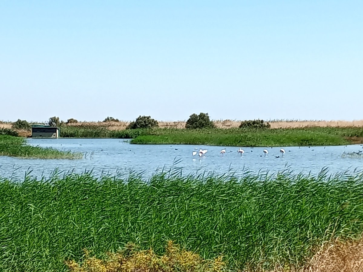 Tagus Estuary Nature Reserve
