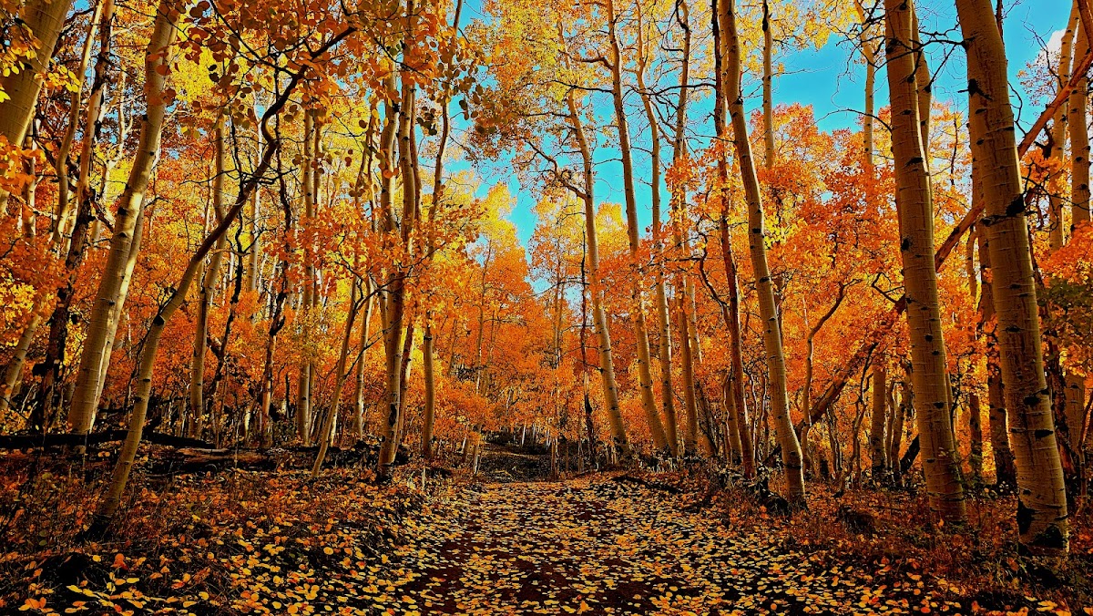 Fishlake National Forest