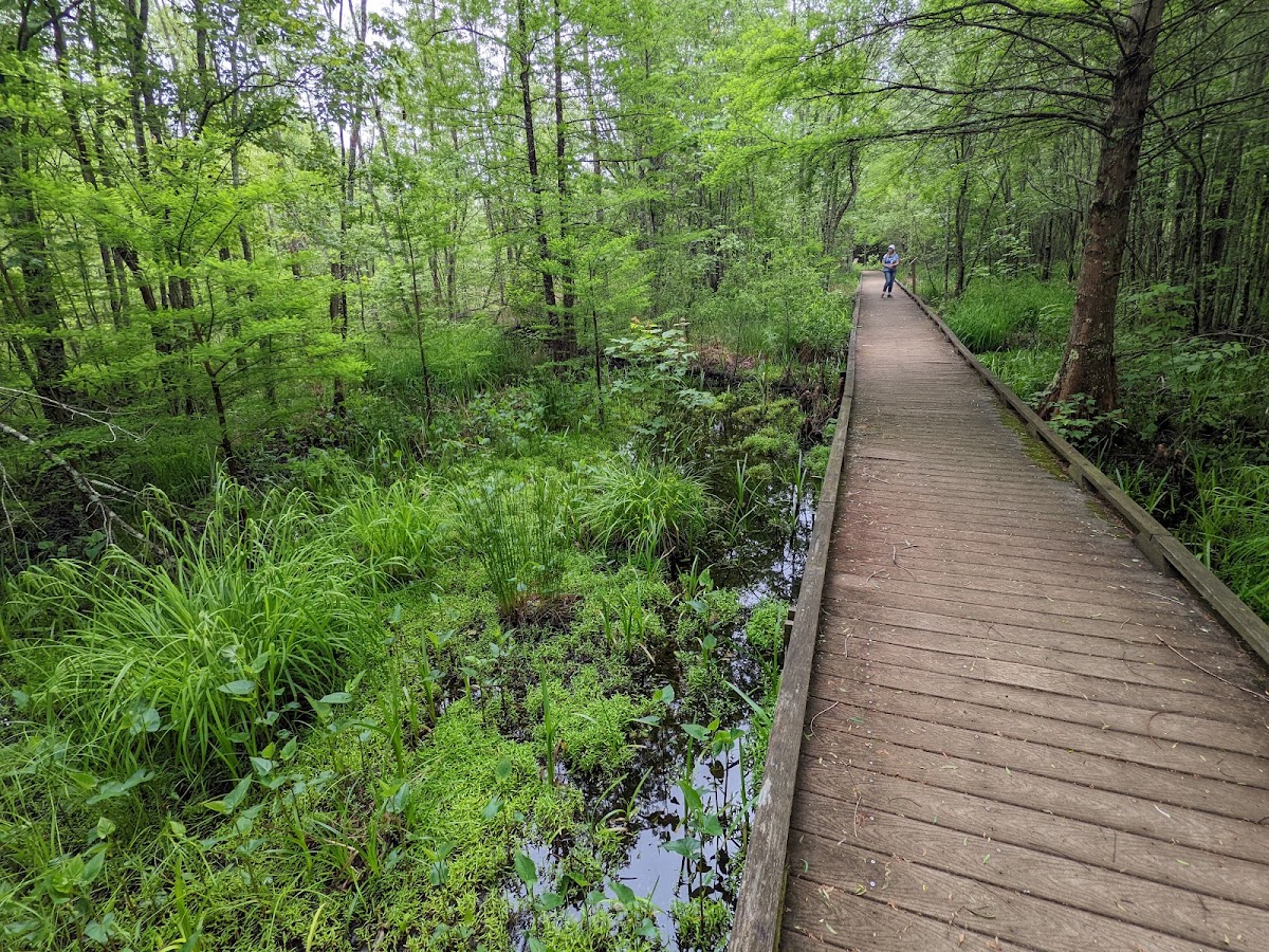Great Dismal Swamp National Wildlife Refuge