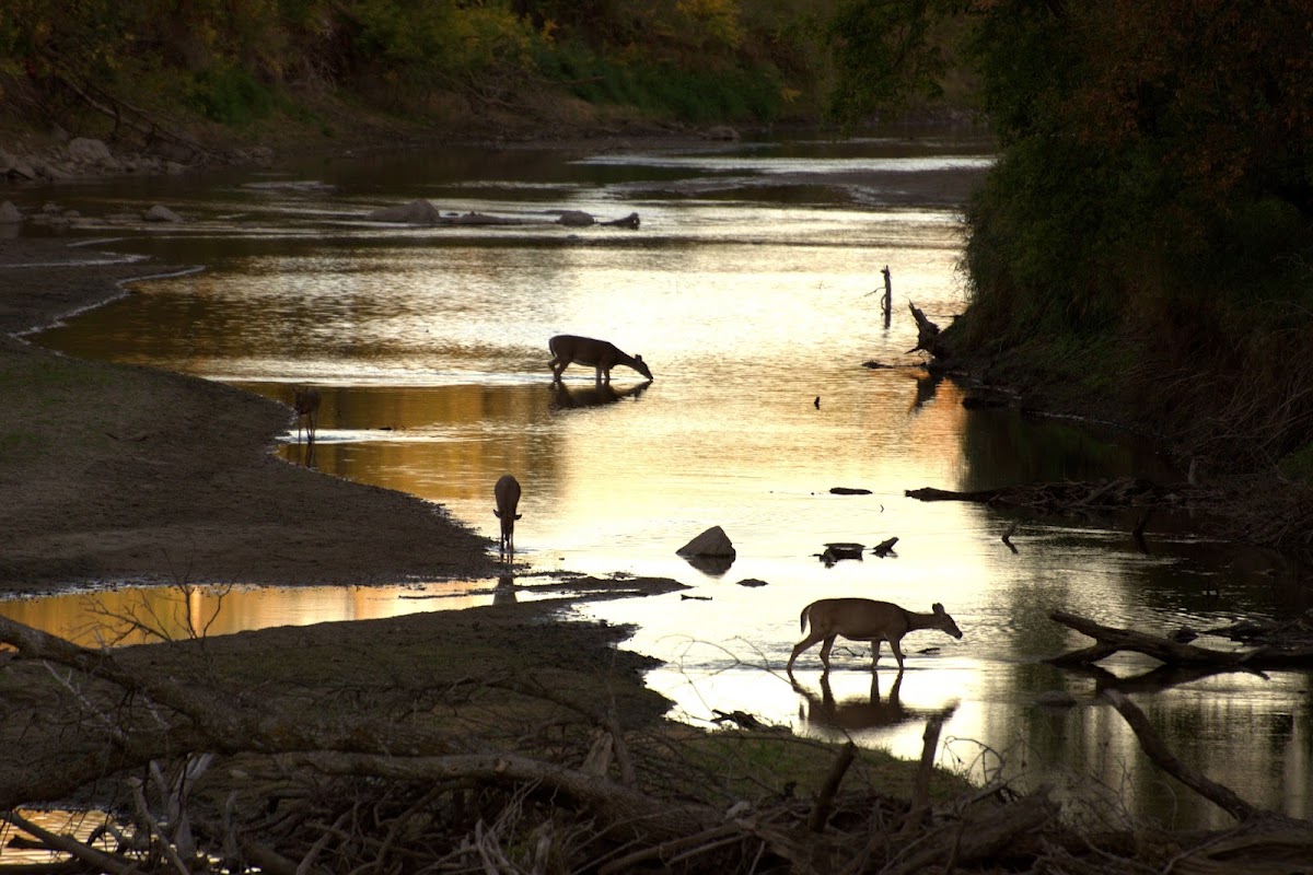Kilen Woods State Park