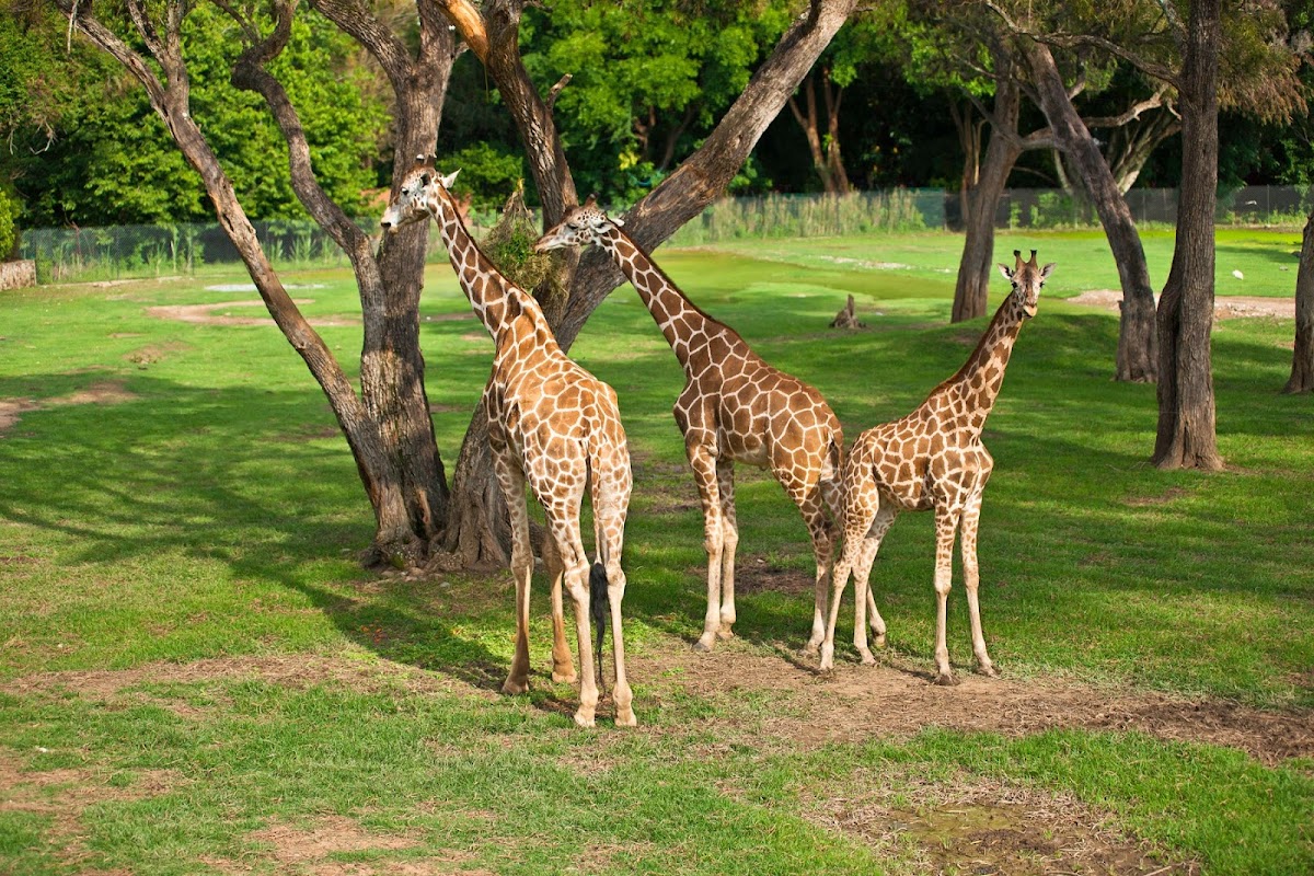 Zoofari Centro de Conservación