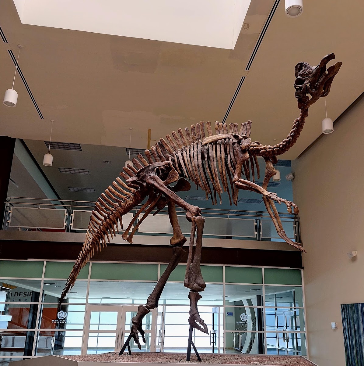 Museo del Desierto Chihuahuense (MUDECH)