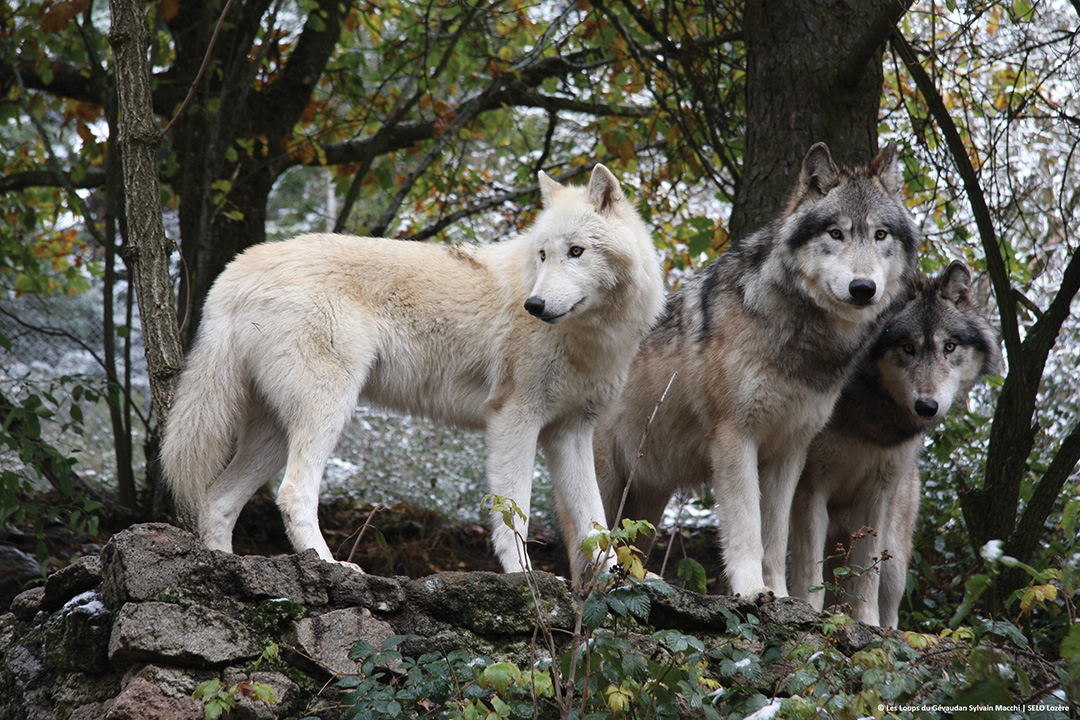 Les Loups du Gévaudan