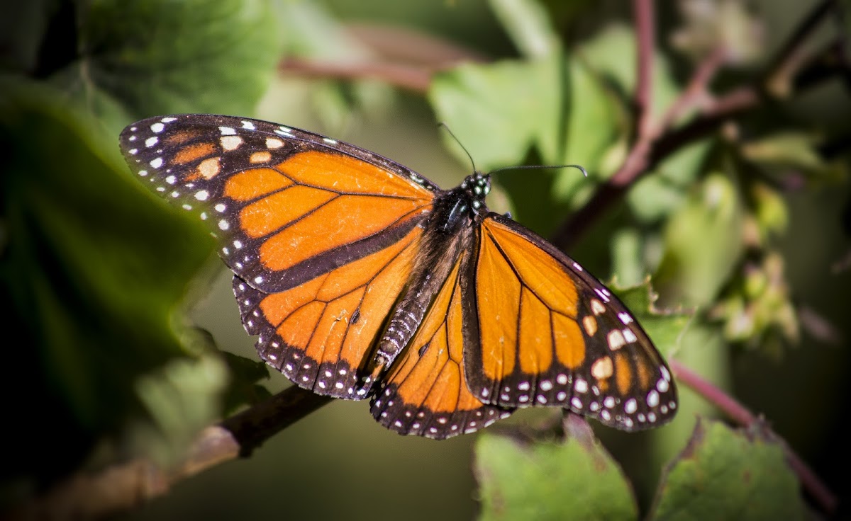 Monarch Butterfly Sanctuary Sierra Chincua