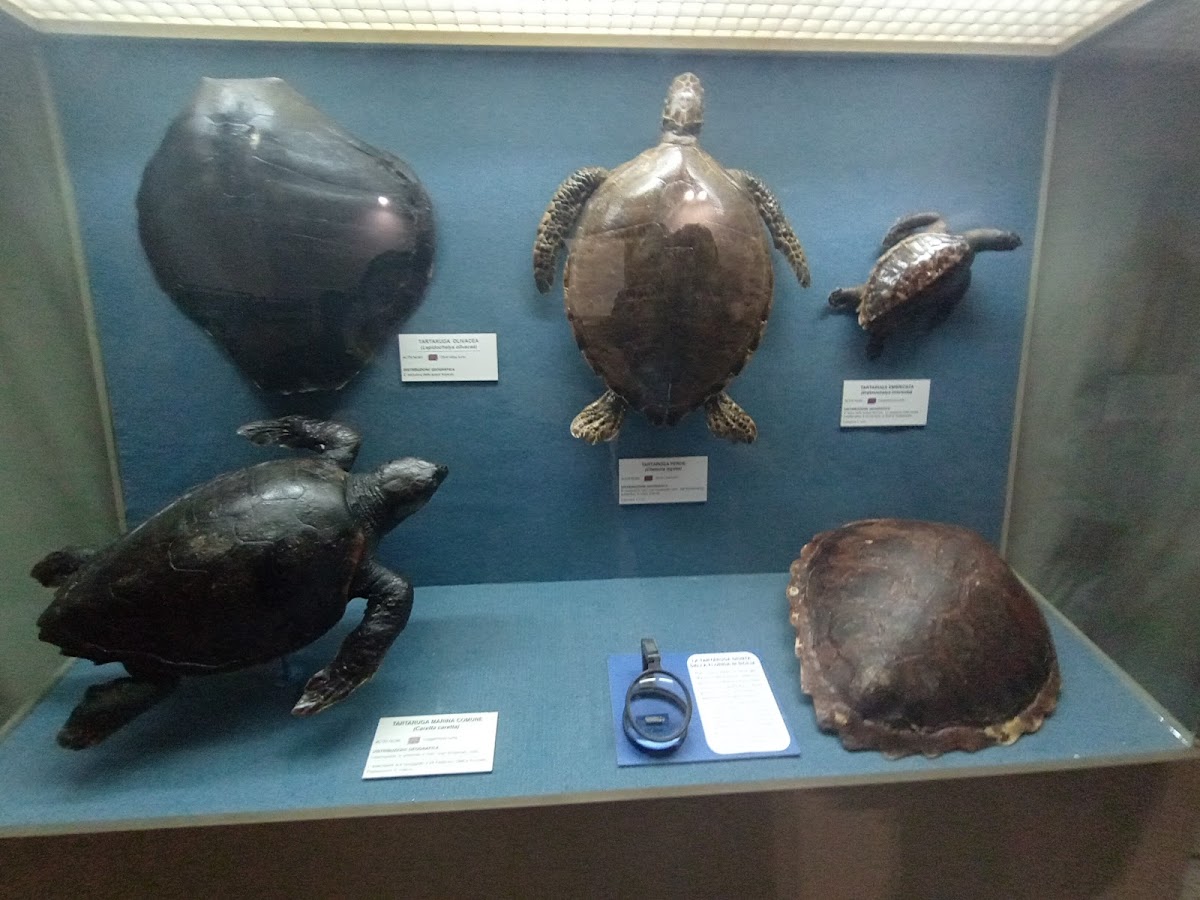 Museo Civico di Storia Naturale - Comiso