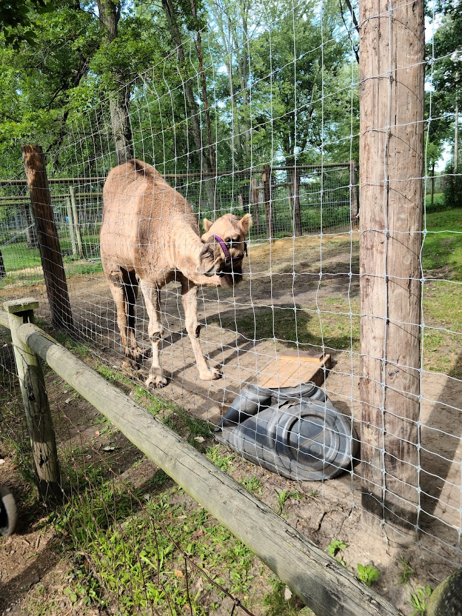 Wilderness Trails Zoo
