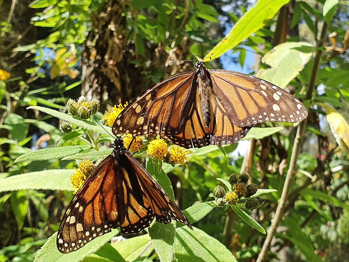 Santuario Piedra Herrada, Monarch Butterflies Sanctuary, Temascaltepec