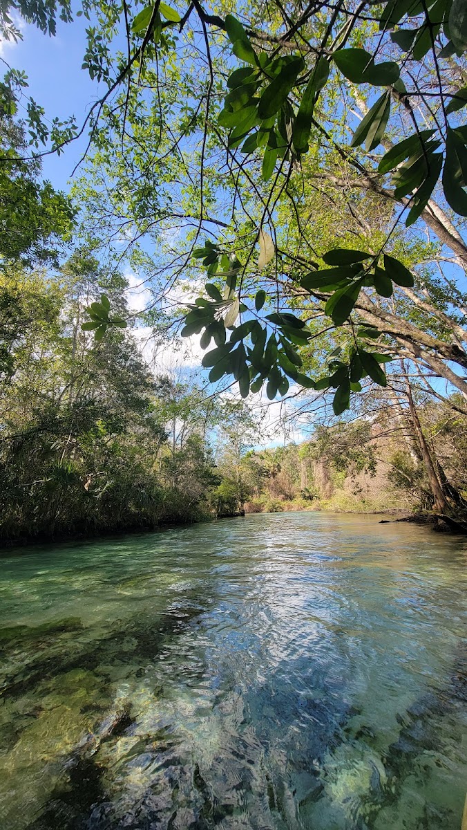 Weeki Wachee