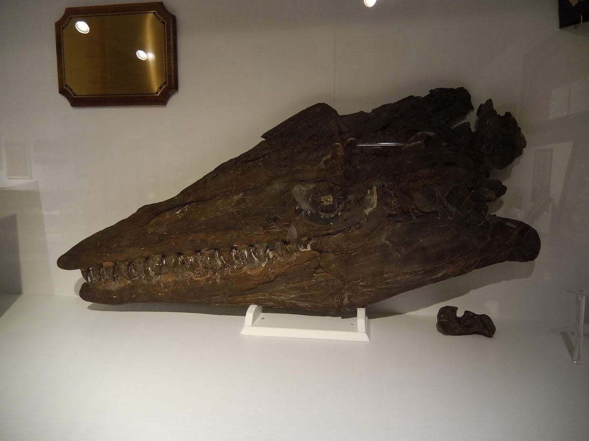 Fick Fossil & History Museum