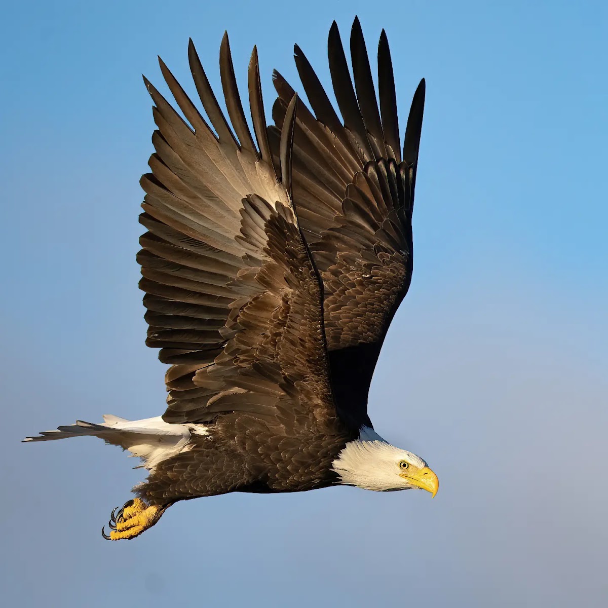 Lower Klamath National Wildlife Refuge