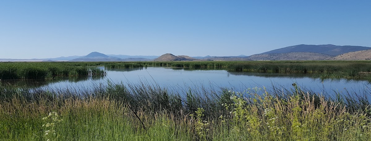 Lower Klamath Lake