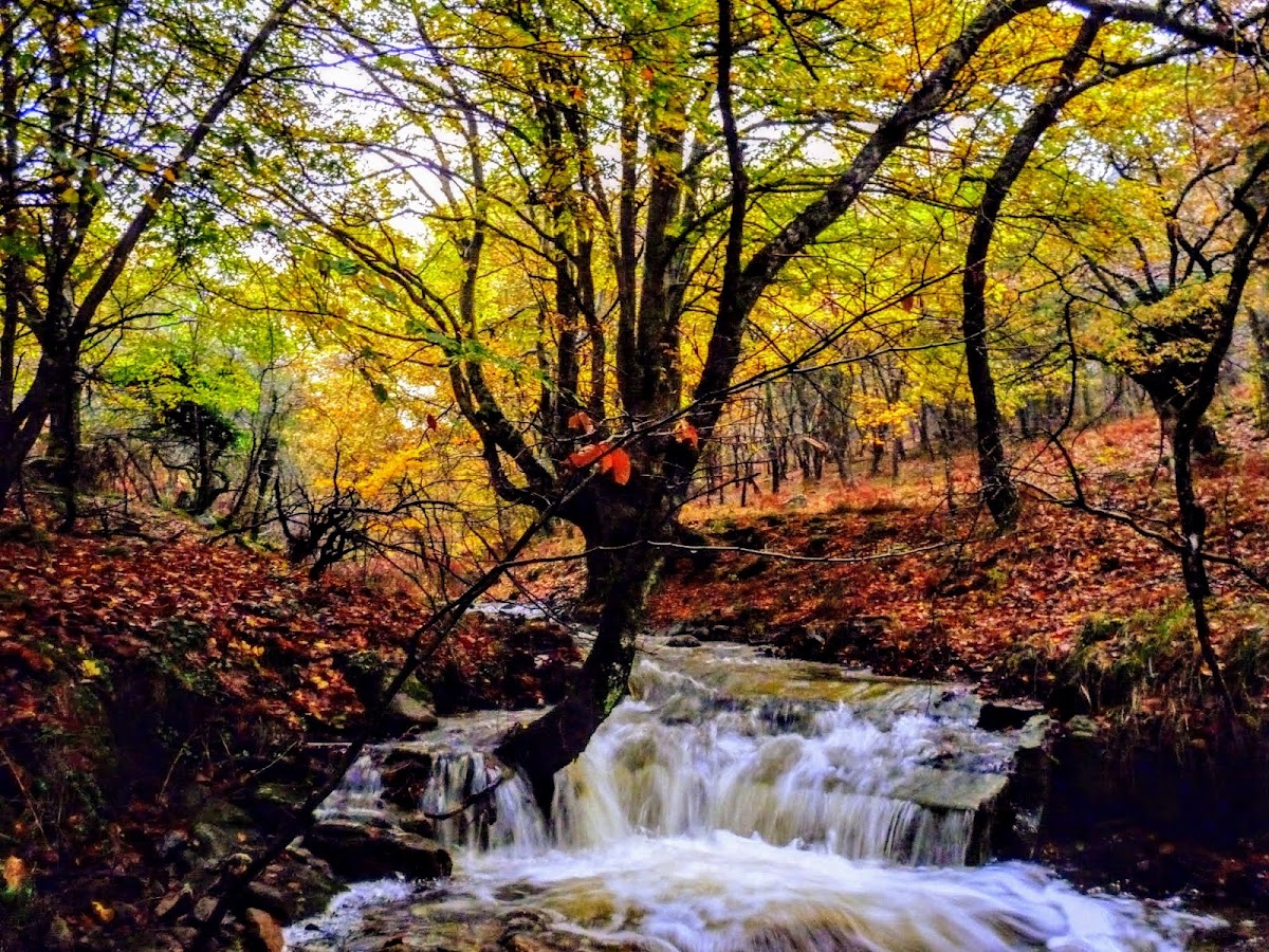 Gorbea