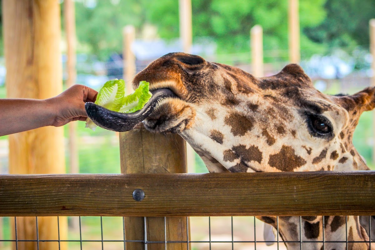 Abilene Zoo
