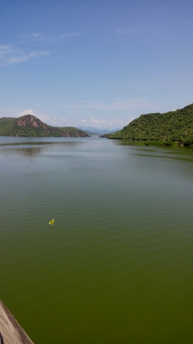 Presa Chilatan