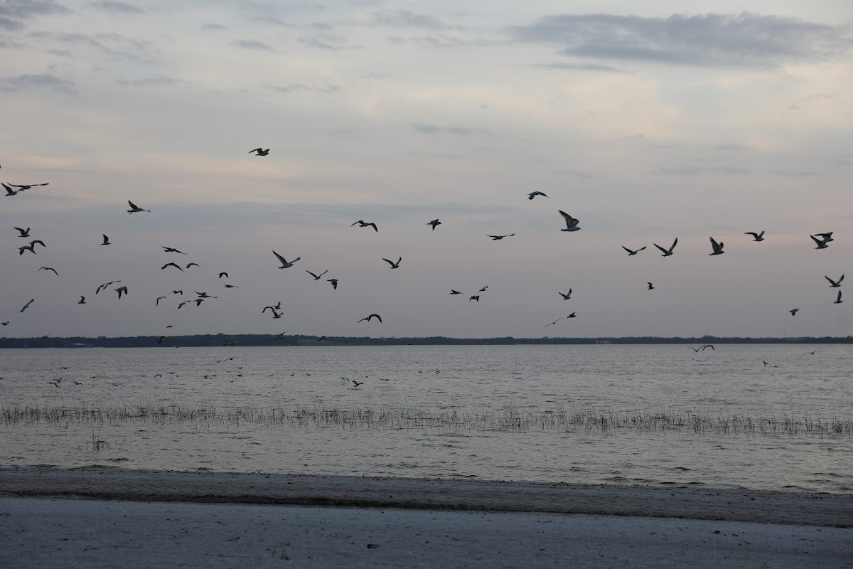 Lake Weir