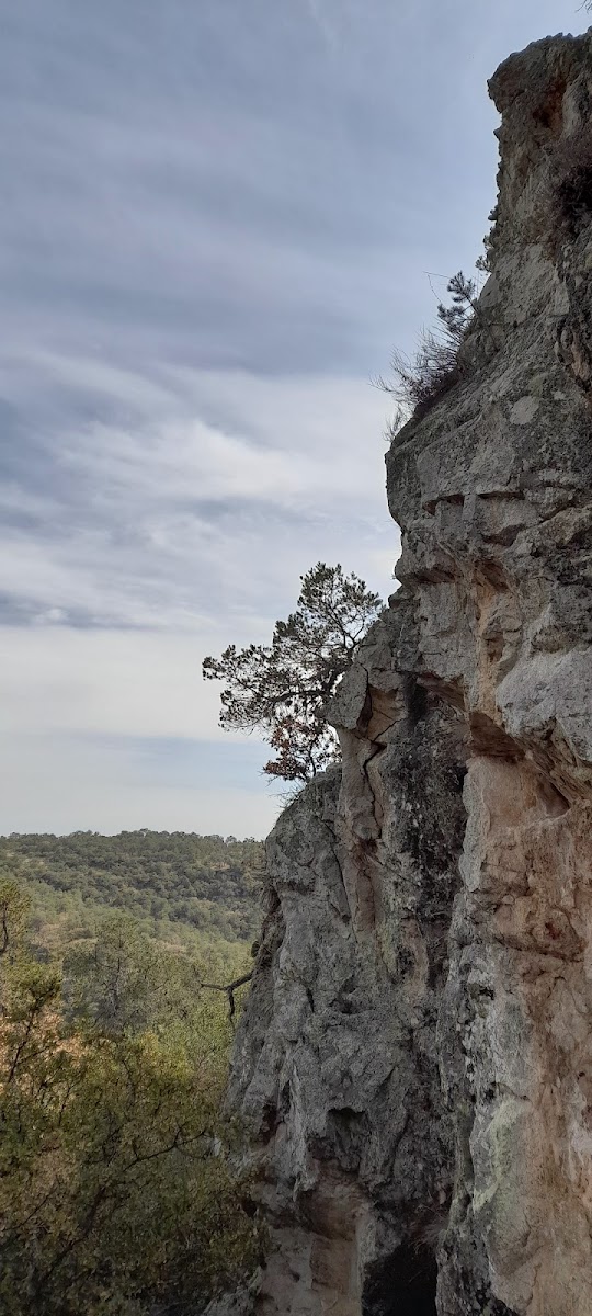 Área Natural Protegida Peña Alta