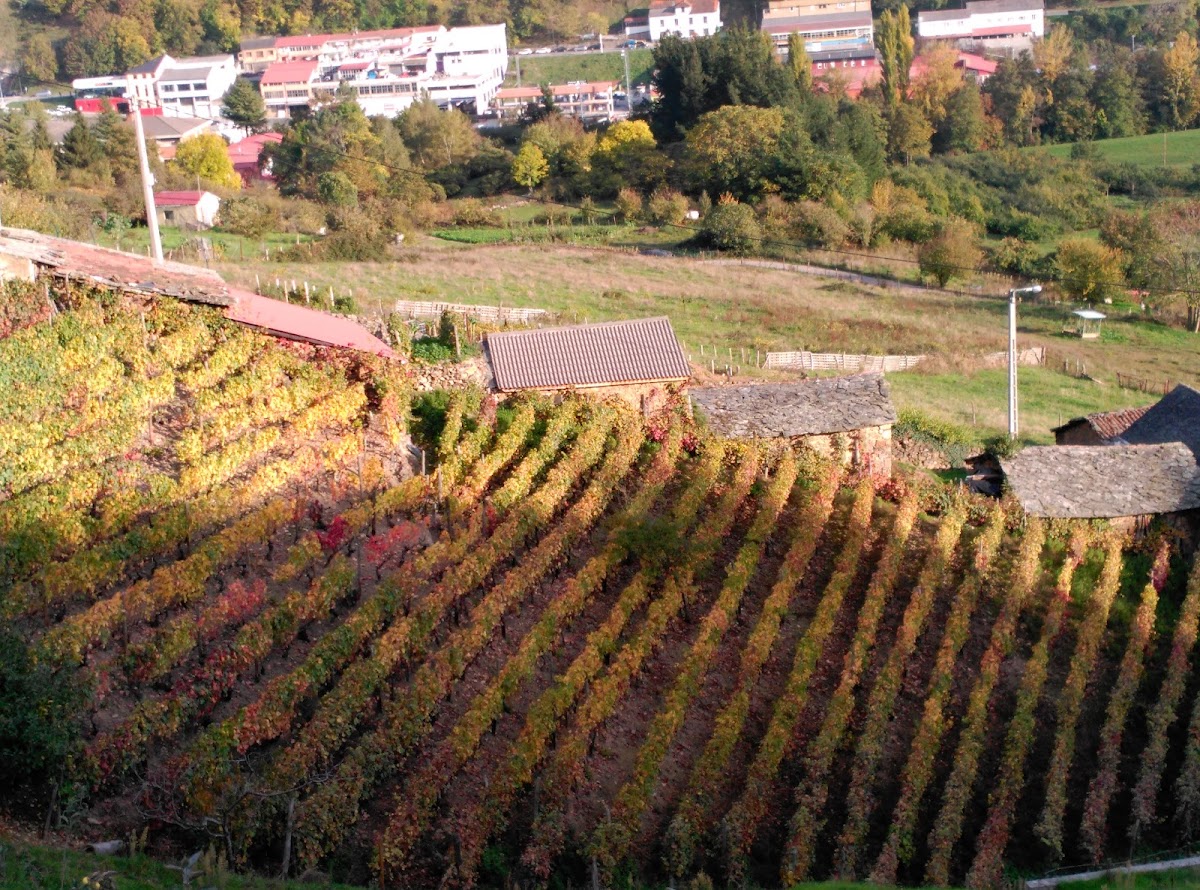 Bodega Vidas