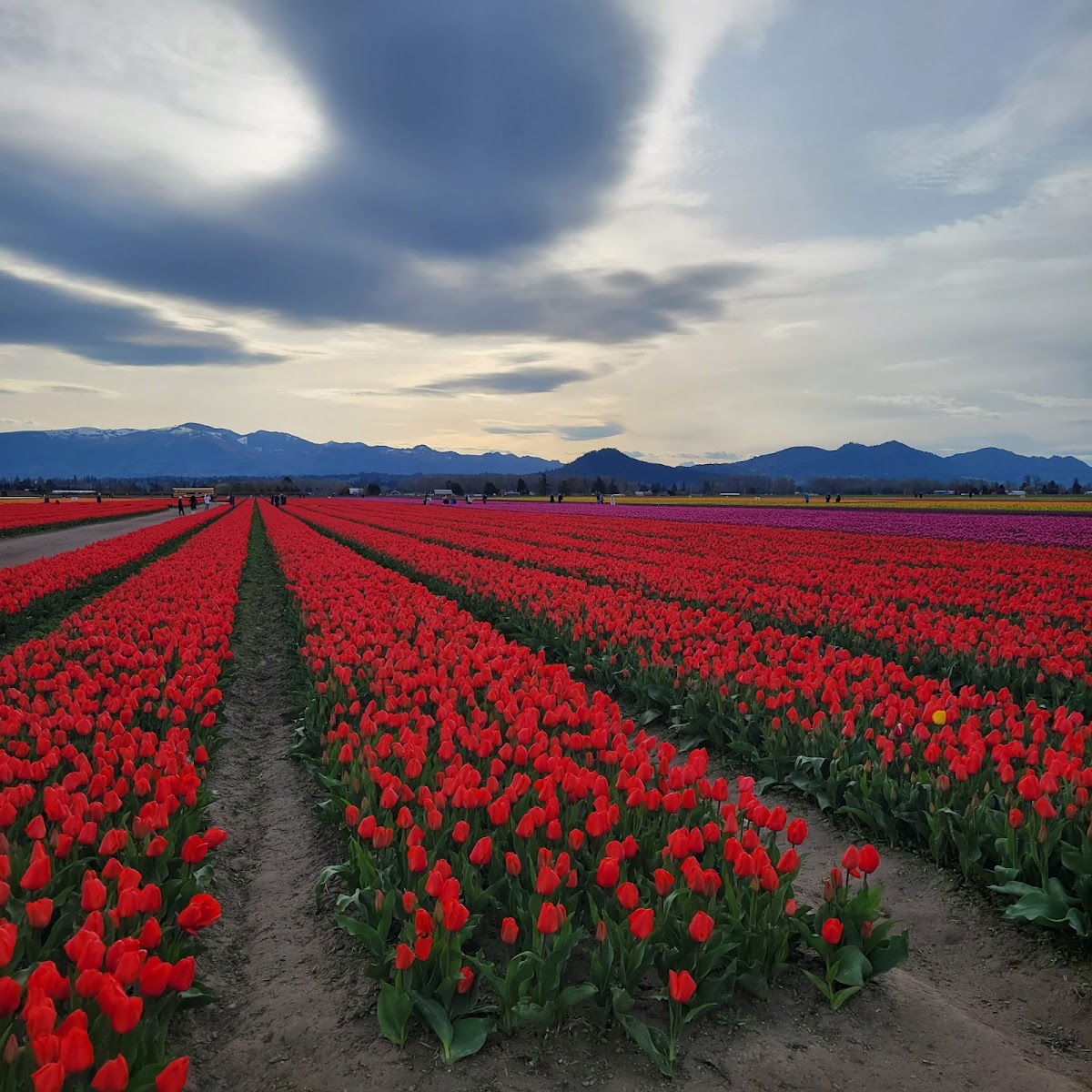 Skagit Valley