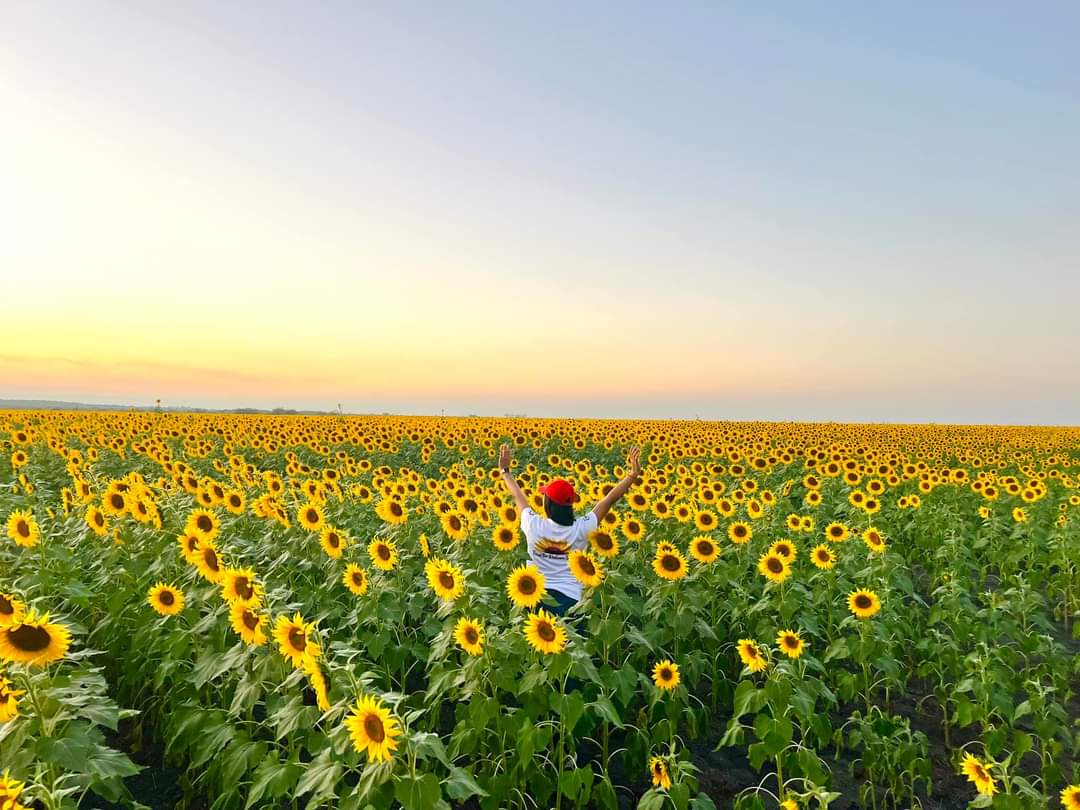 Campo de Girasoles Rancho Palma Sola