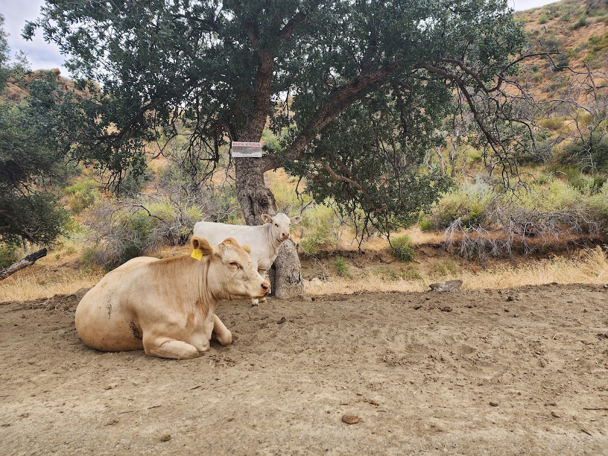 Coalinga Mineral Springs
