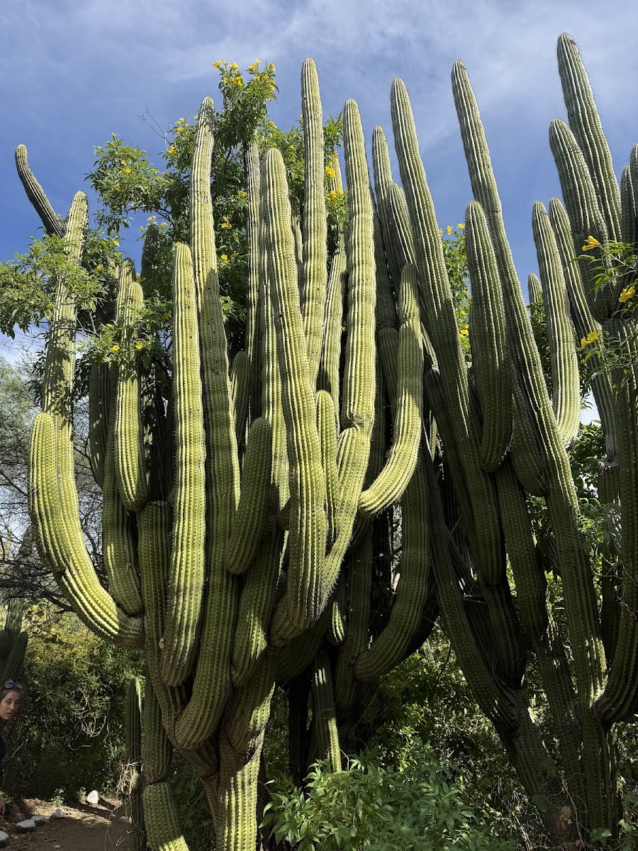 Cactus Sanctuary