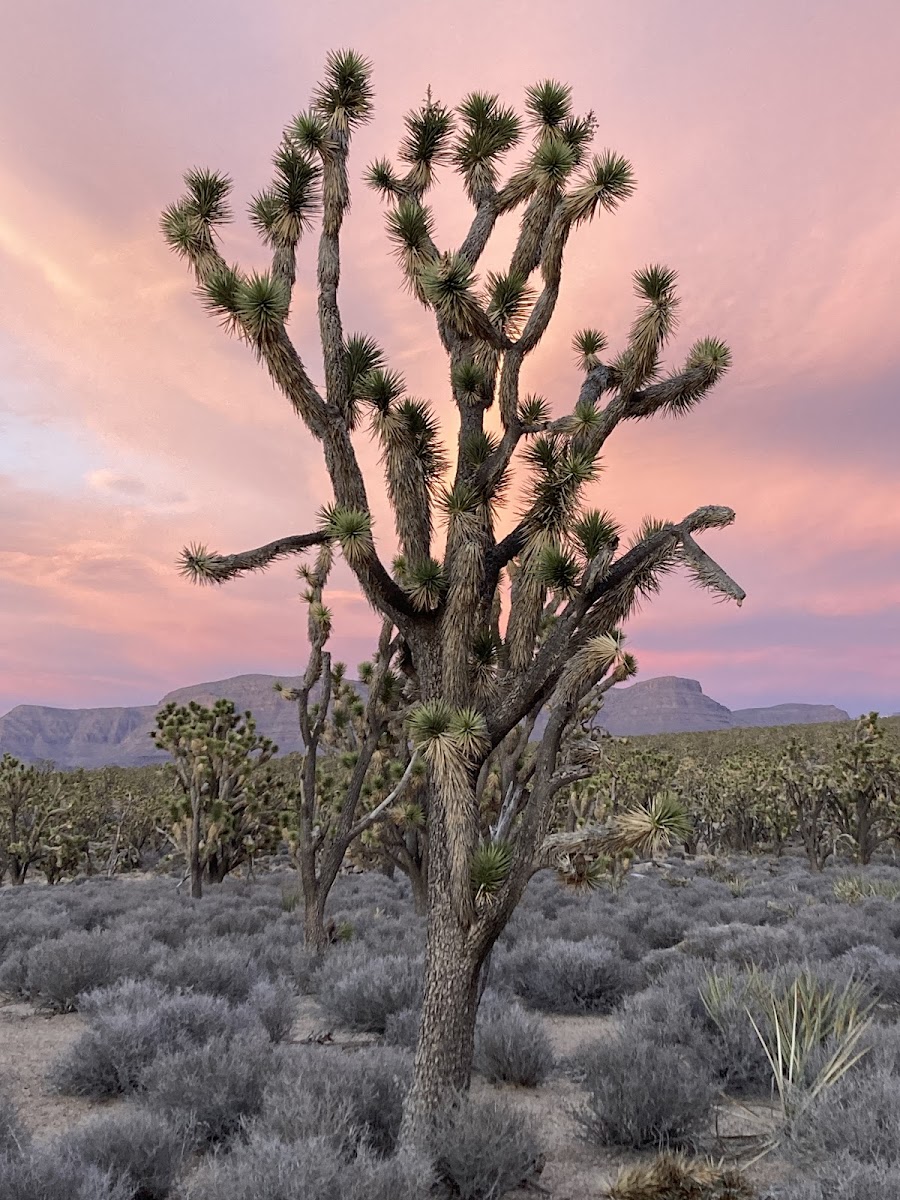 Arizona's Joshua Tree Forest