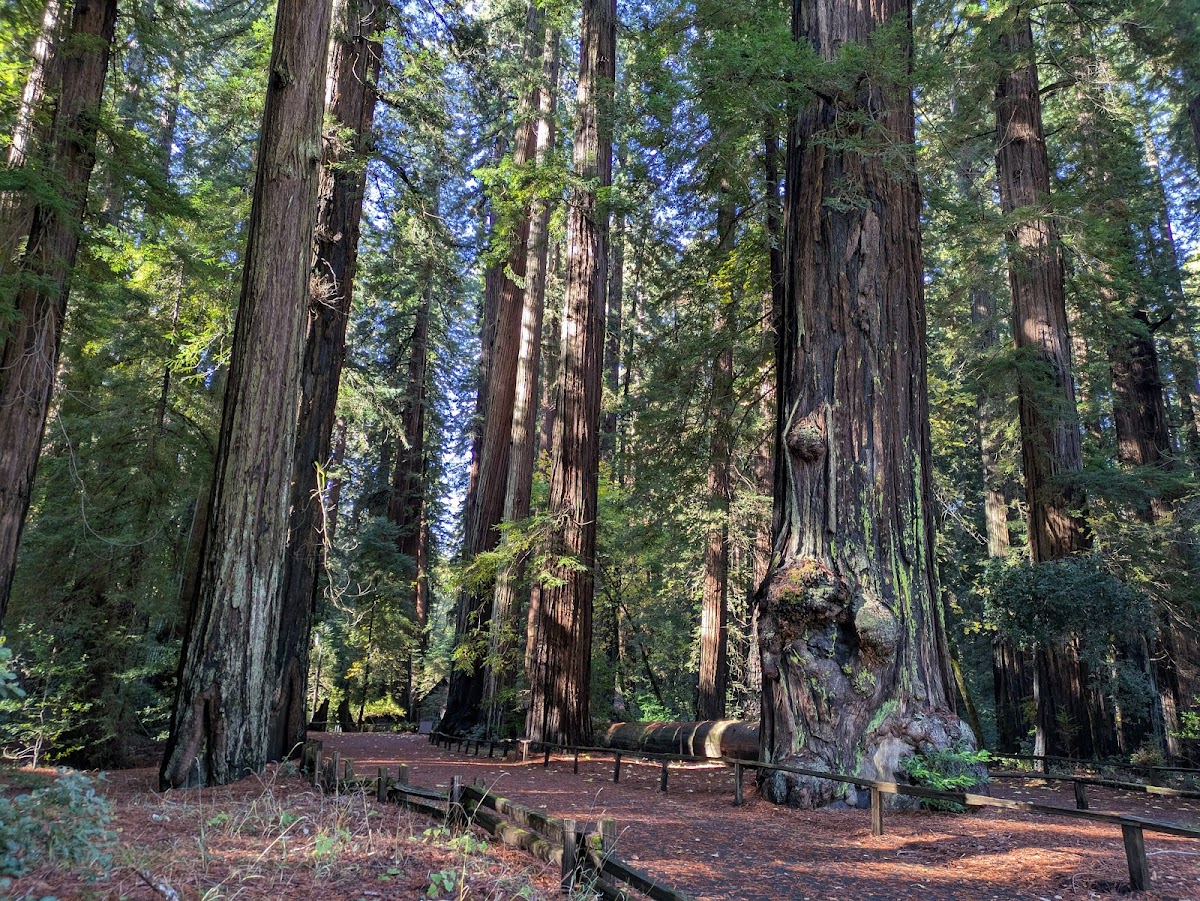 Richardson Grove State Park