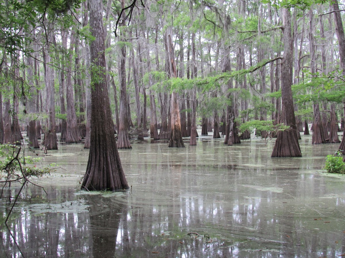 Trinity River National Wildlife Refuge