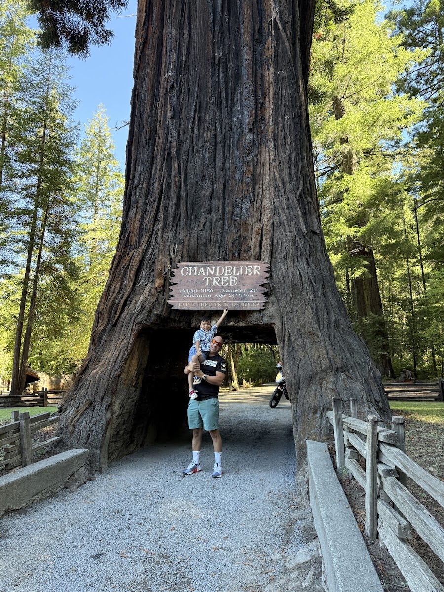 Shrine Drive Thru Tree