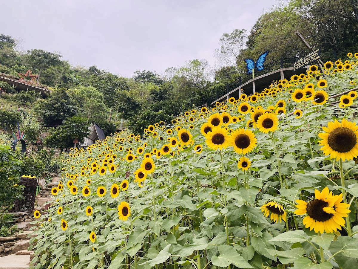 El Cerro del Girasol