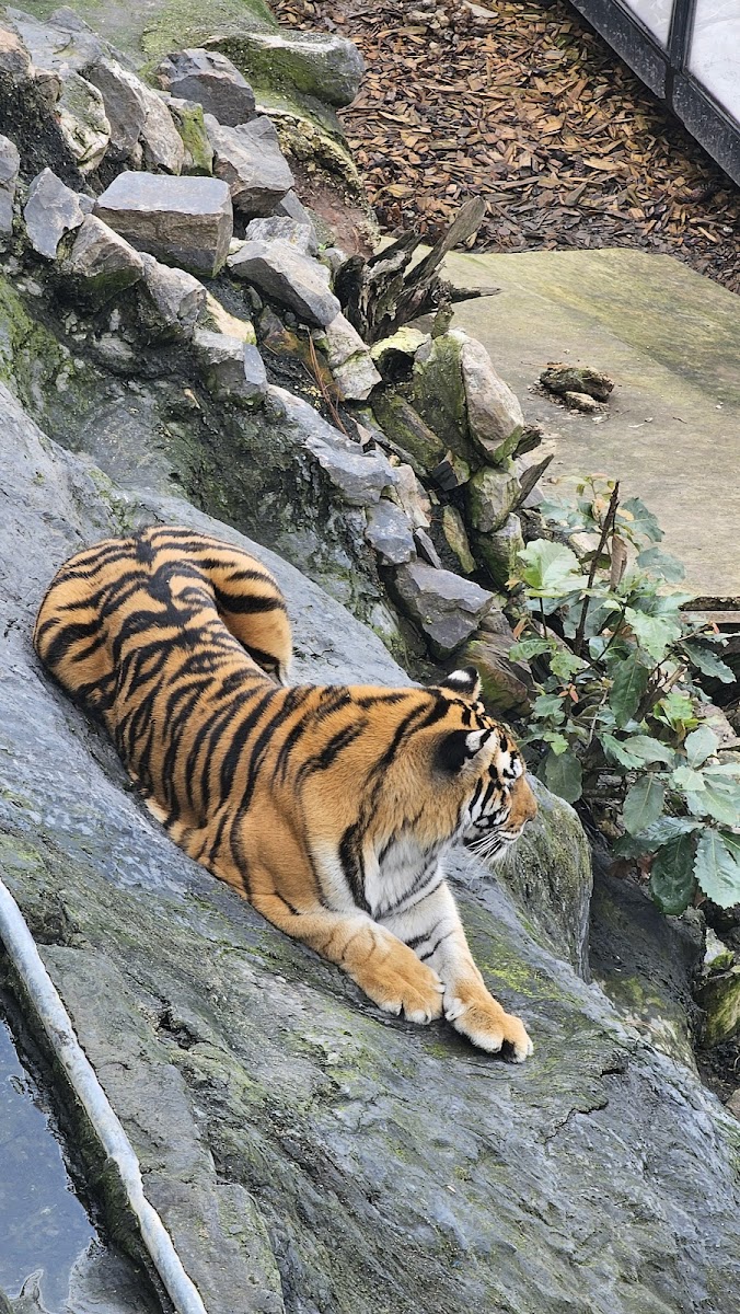 Reserva de Tigres y felinos
