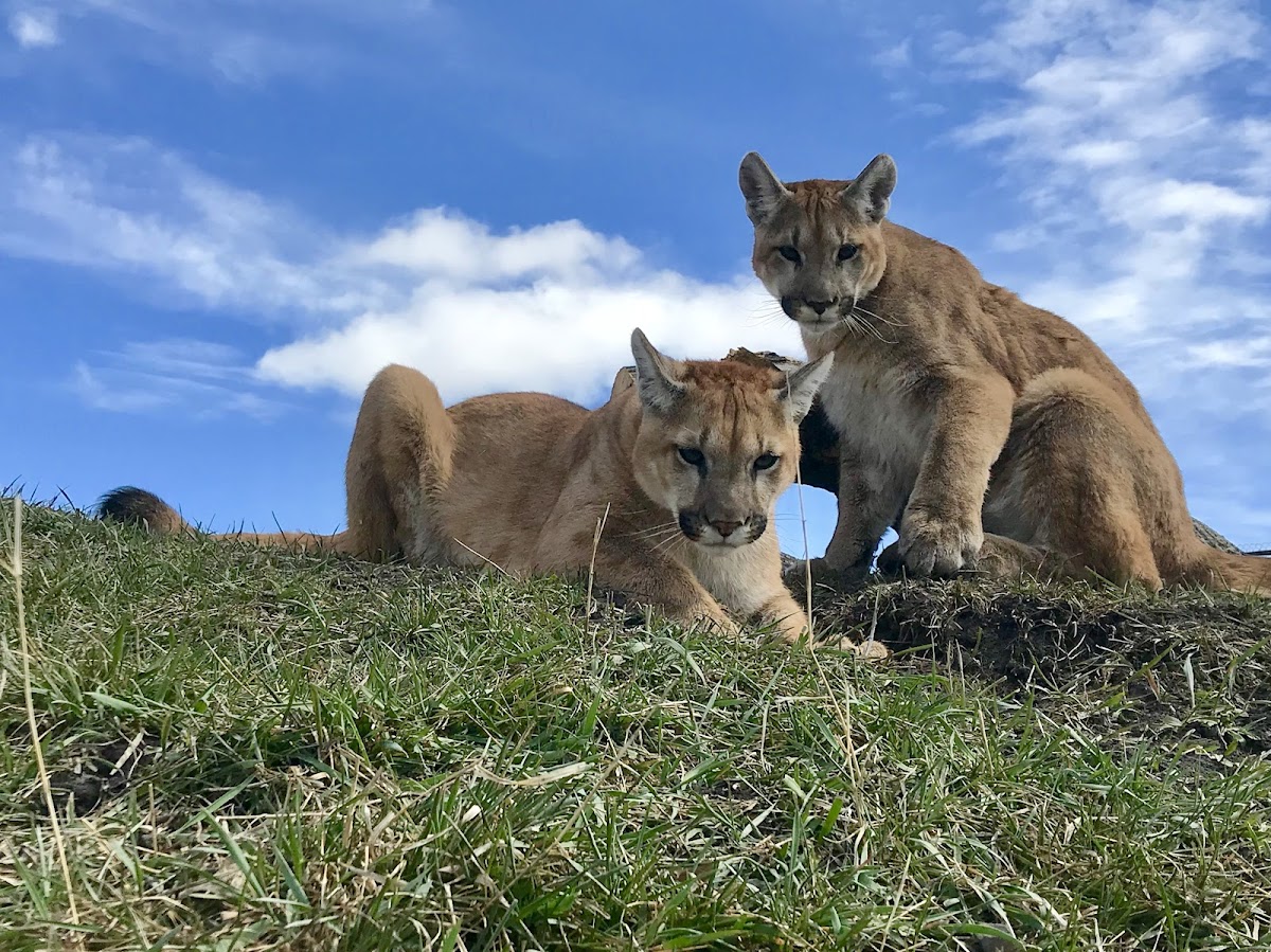 Discovery Wildlife Park & Campground