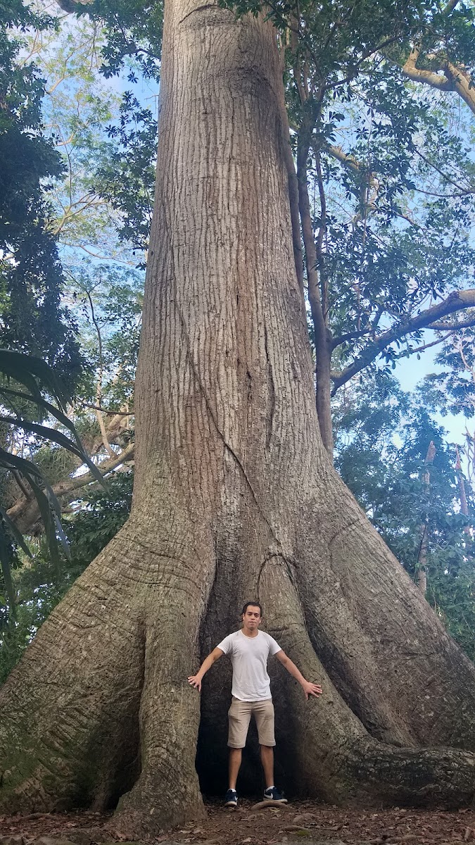 Árbol Milenario