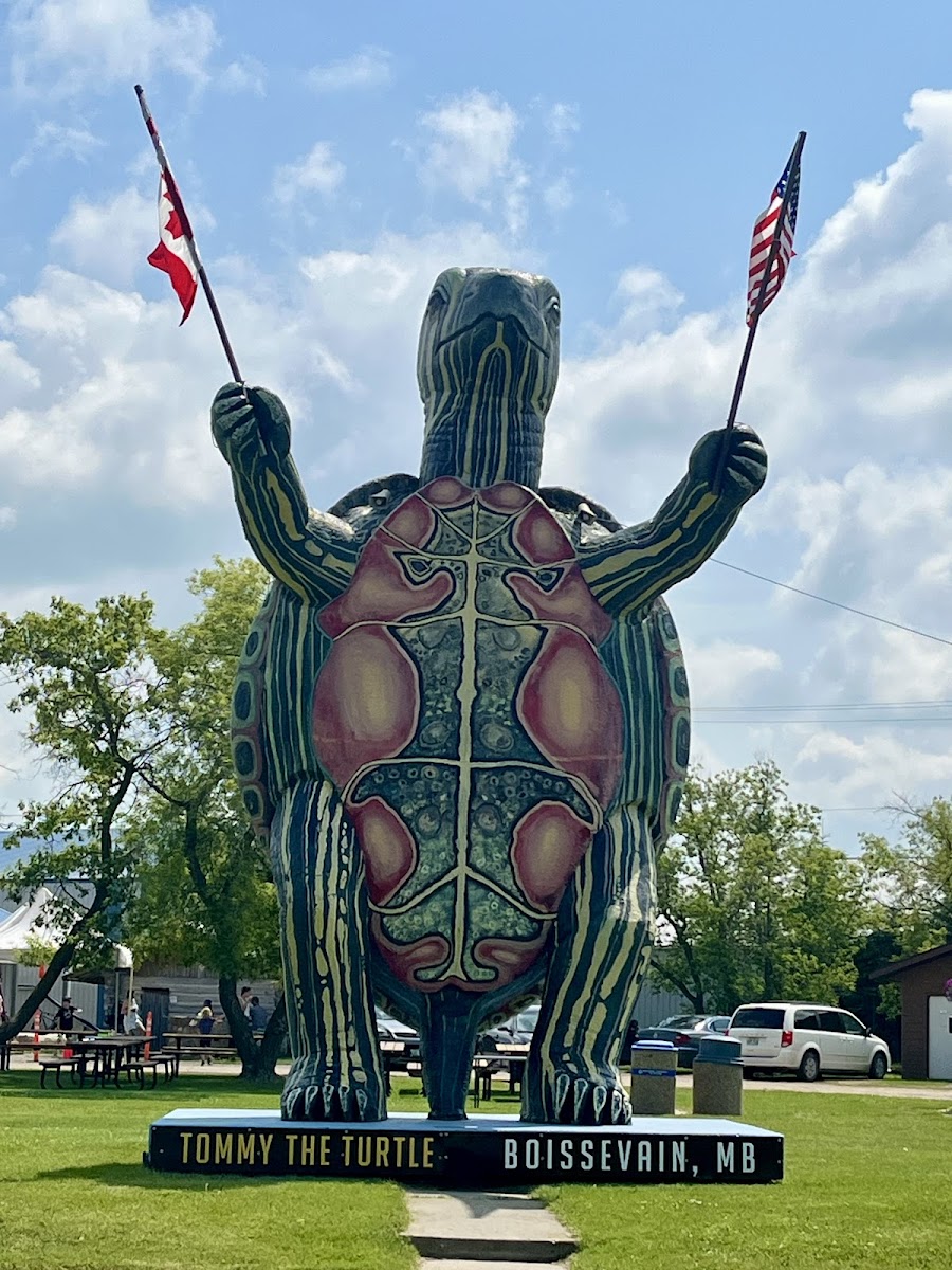 Tommy Turtle