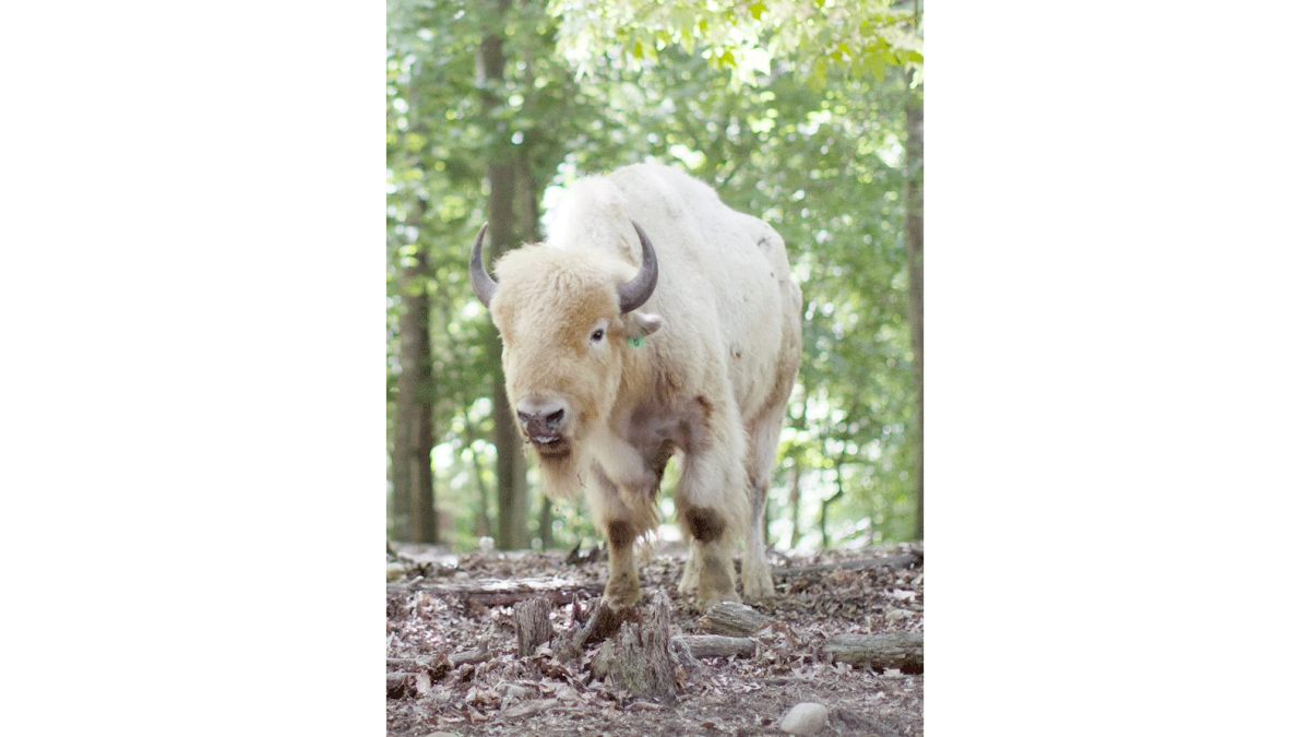 Briarwood Ranch Safari Park