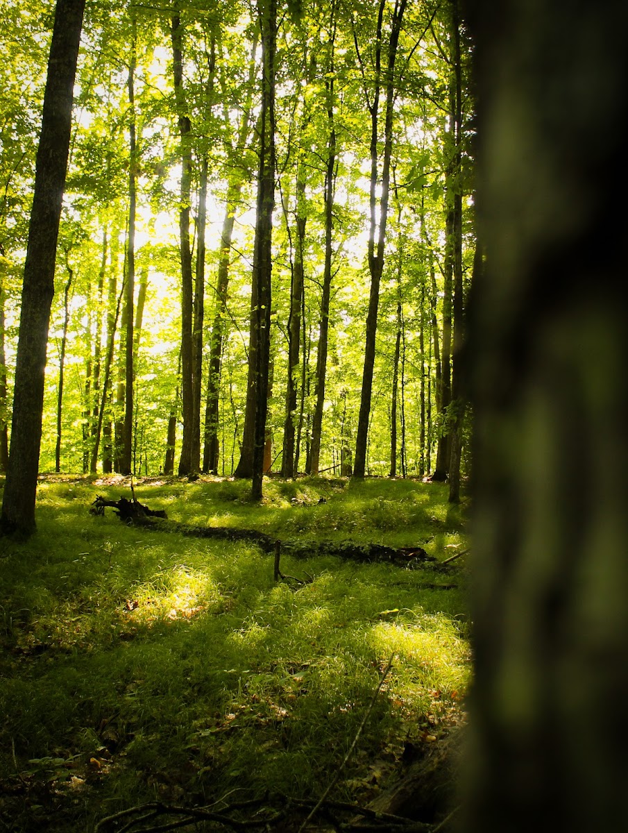 Manistee National Forest