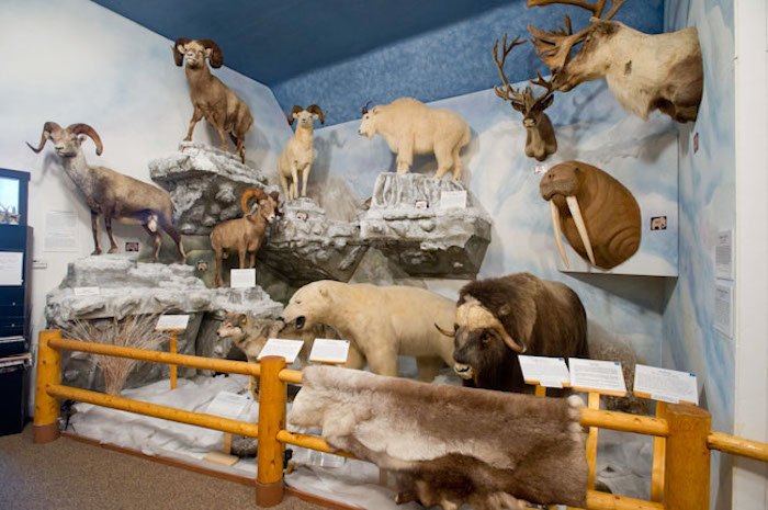 Pierson Wildlife Museum Learning Center